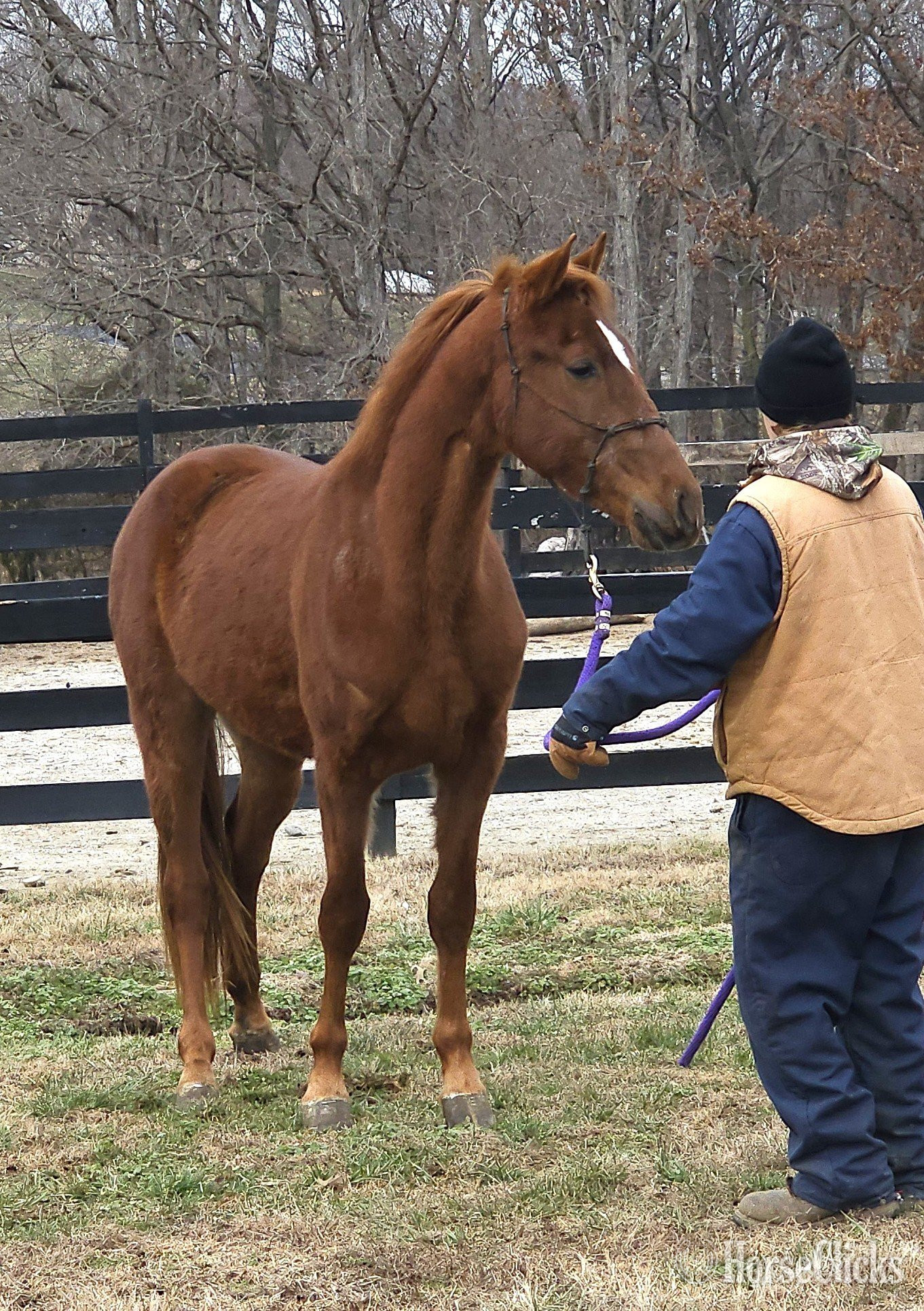 "Jose's Game Changer" Sorrel Gelding Tennessee Walker - Tennessee Walker