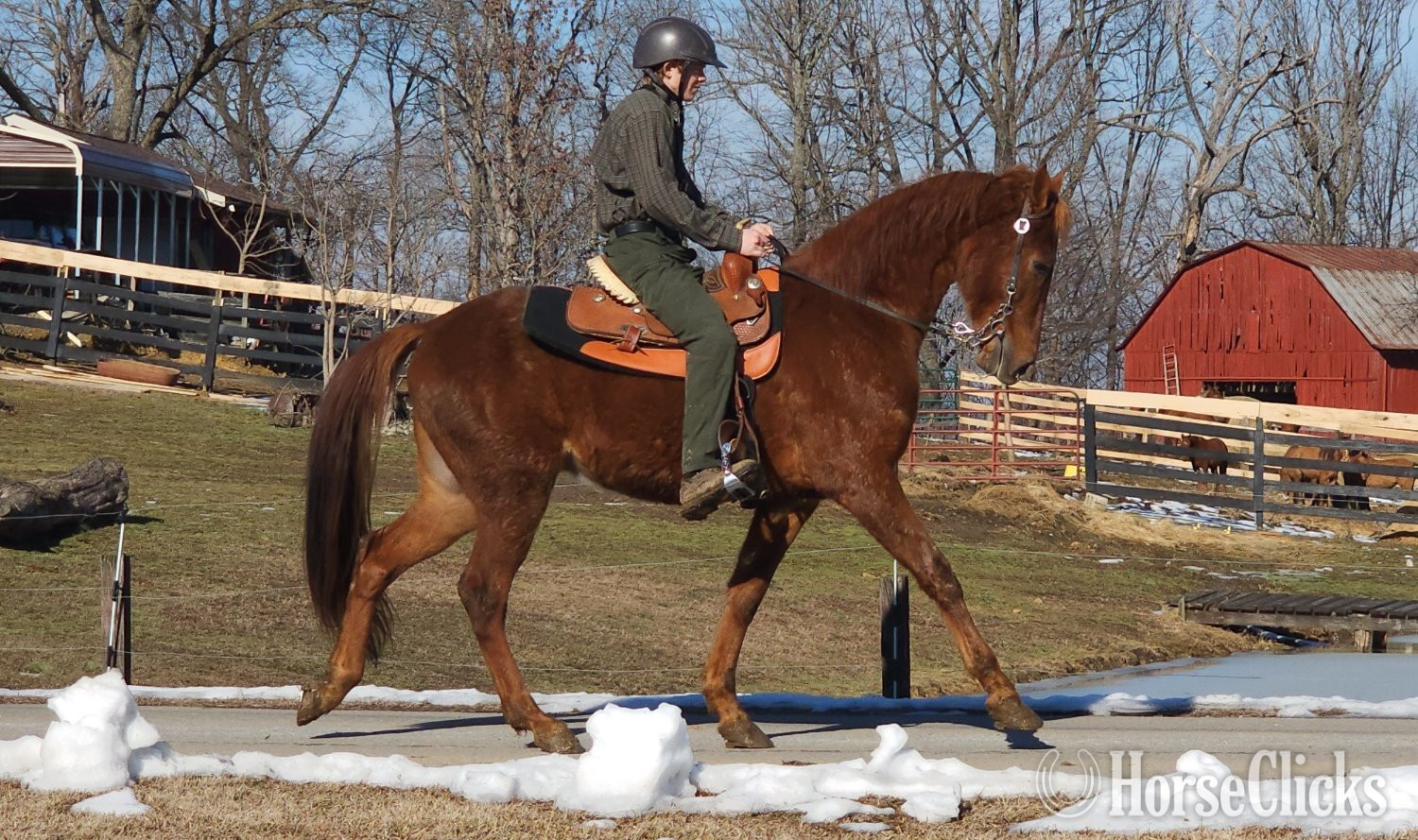 Tennessee Walker - "Jose's Game Changer" Sorrel Gelding Tennessee Walker in Kentucky