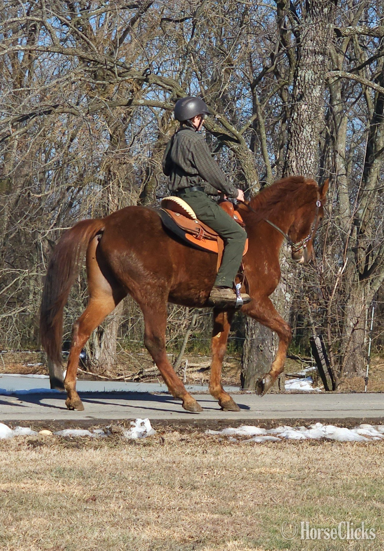 Tennessee Walker - "Jose's Game Changer" Sorrel Gelding Tennessee Walker