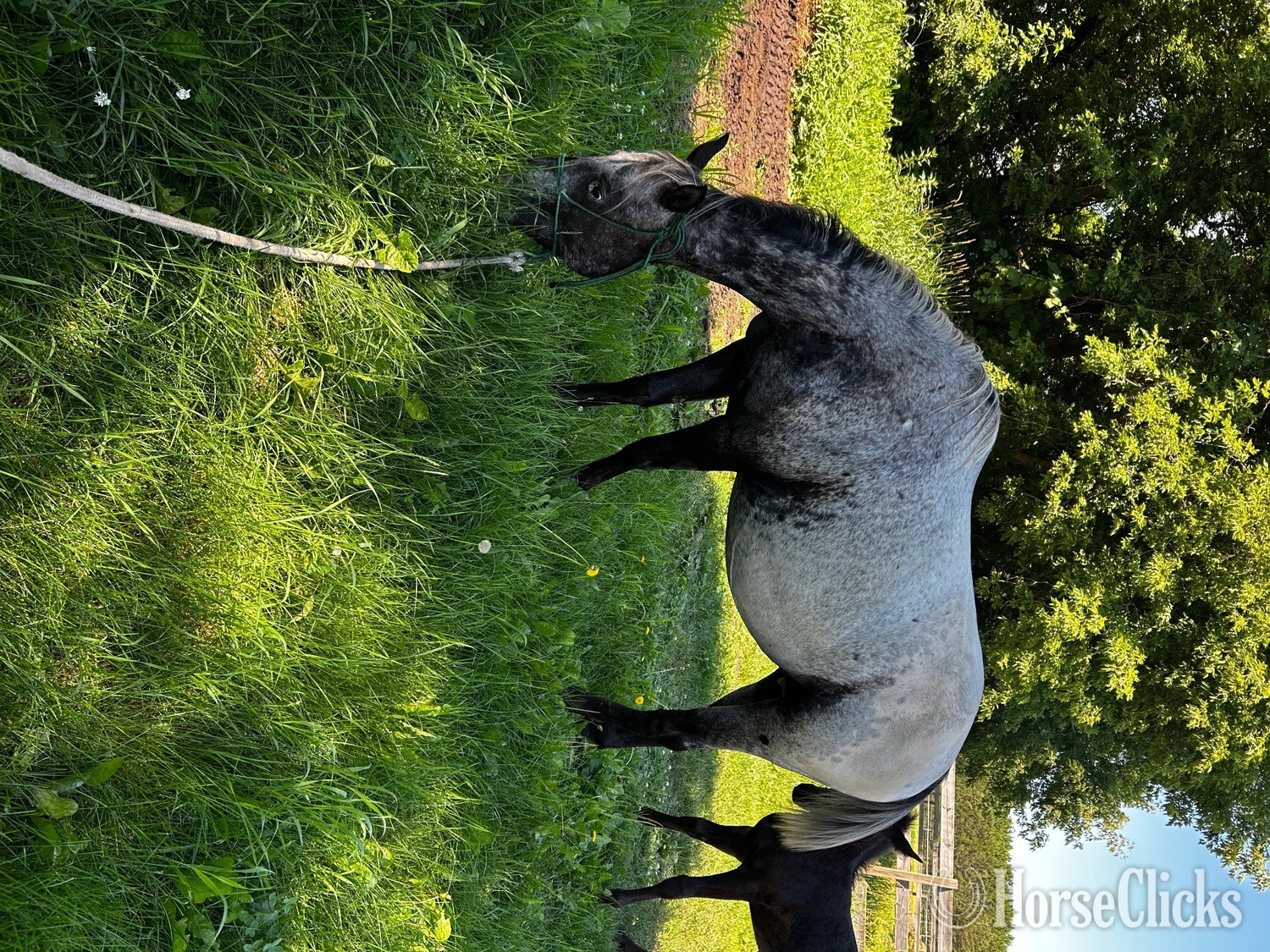 "RGT Cherokee Mirage " Black Mare Appaloosa