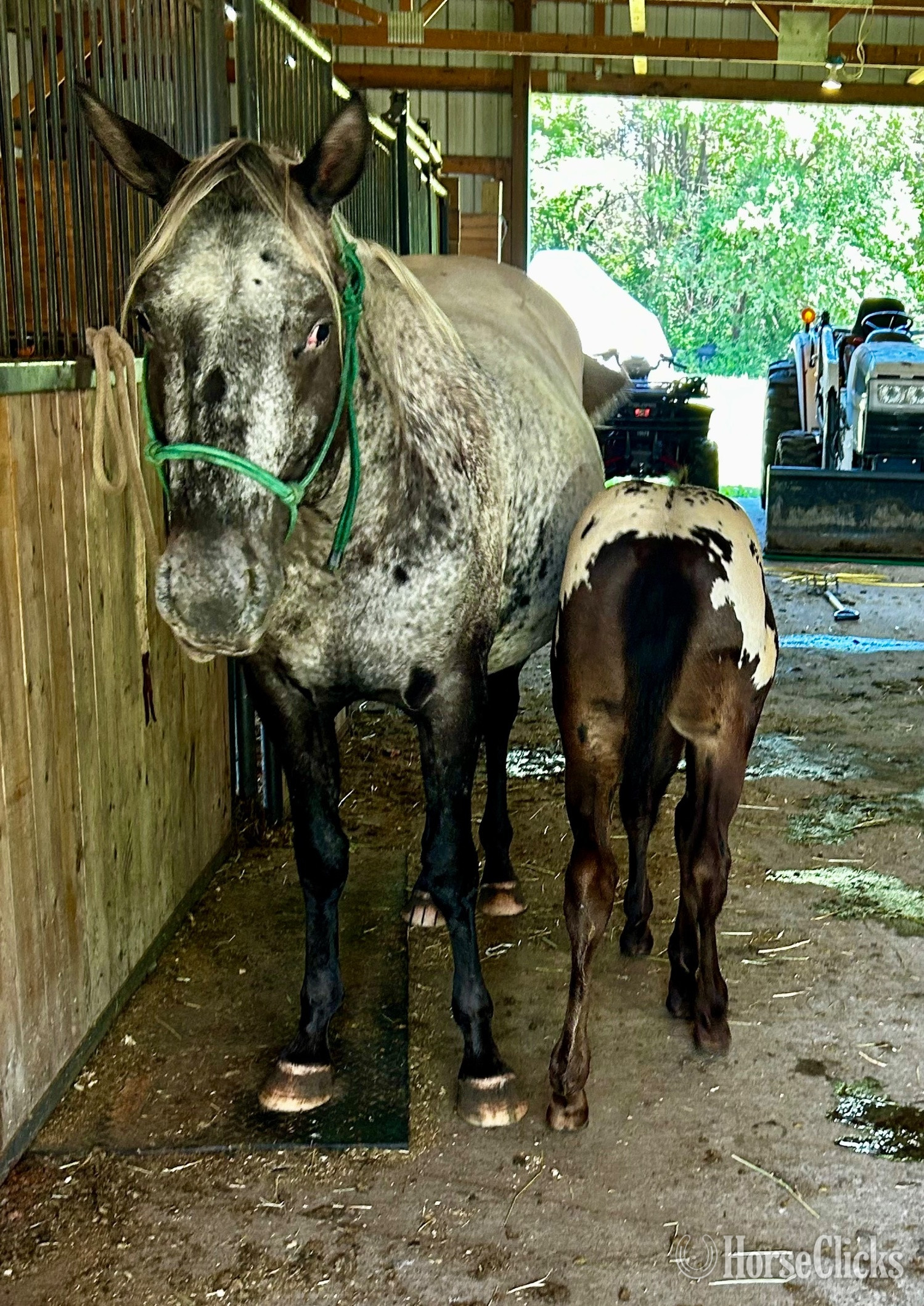 Minnesota "RGT Cherokee Mirage " Black Mare Appaloosa