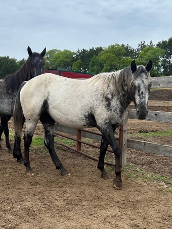 "RGT Cherokee Mirage " Black Mare Appaloosa