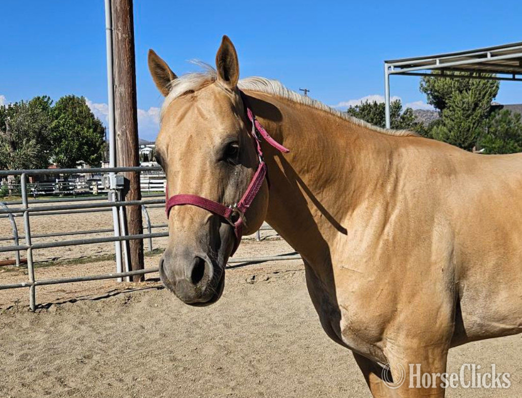 "Butters & Sol" Palomino Stallion Quarter Horse in California