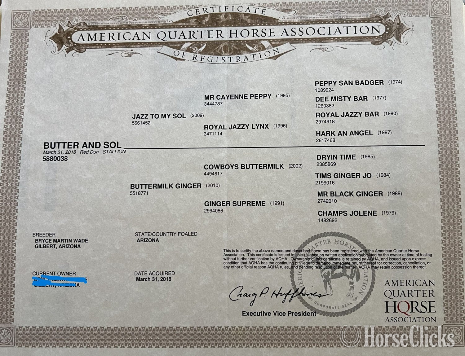 "Butters & Sol" Palomino Stallion Quarter Horse