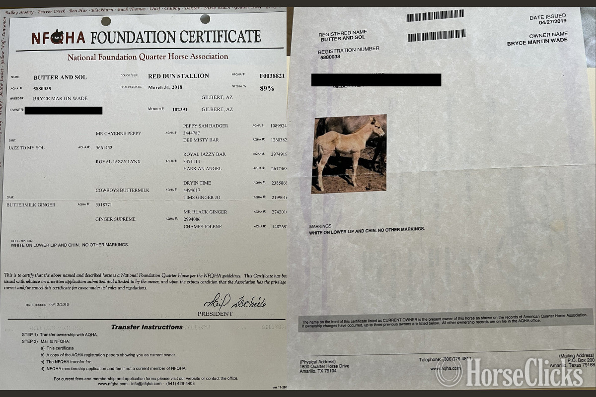California "Butters & Sol" Palomino Stallion Quarter Horse