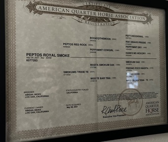 "Mini" Bay Mare Quarter Horse