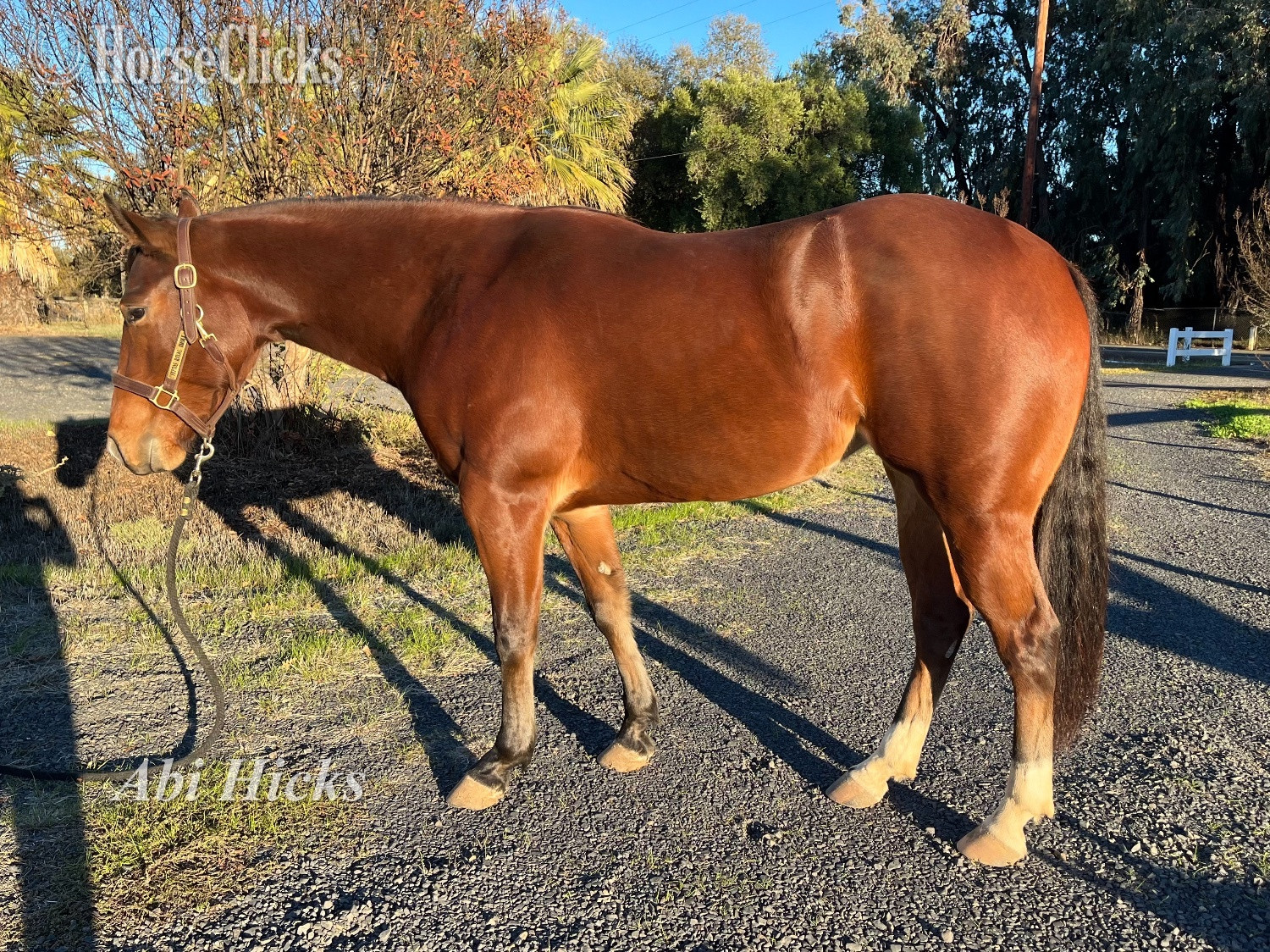 "Mini" Bay Mare Quarter Horse