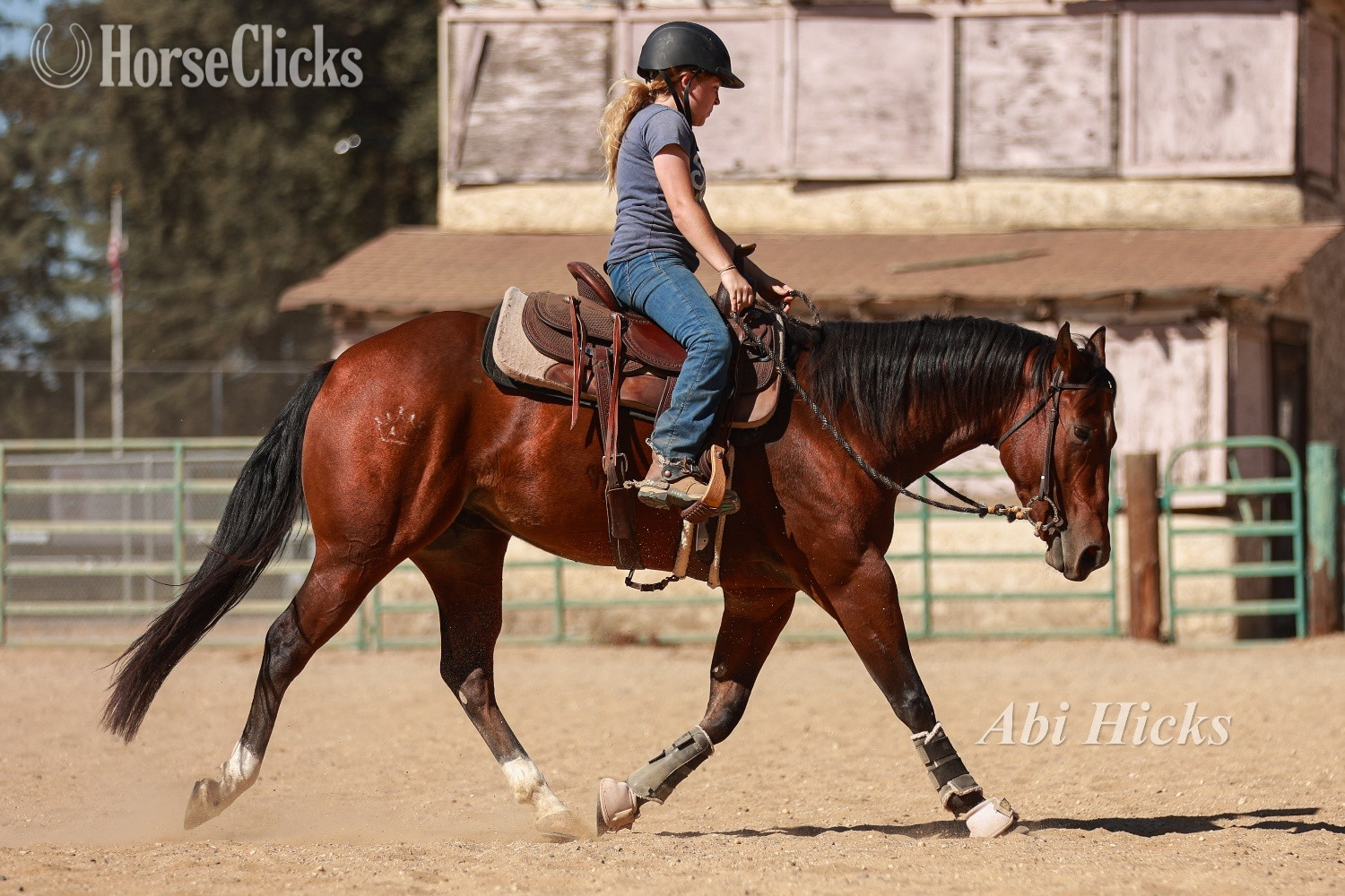California "Mini" Bay Mare Quarter Horse
