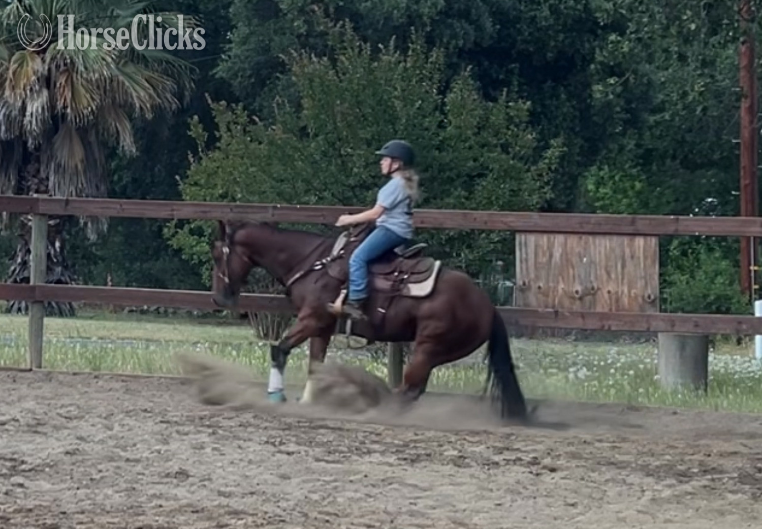 "Mini" Bay Mare Quarter Horse - Quarter Horse