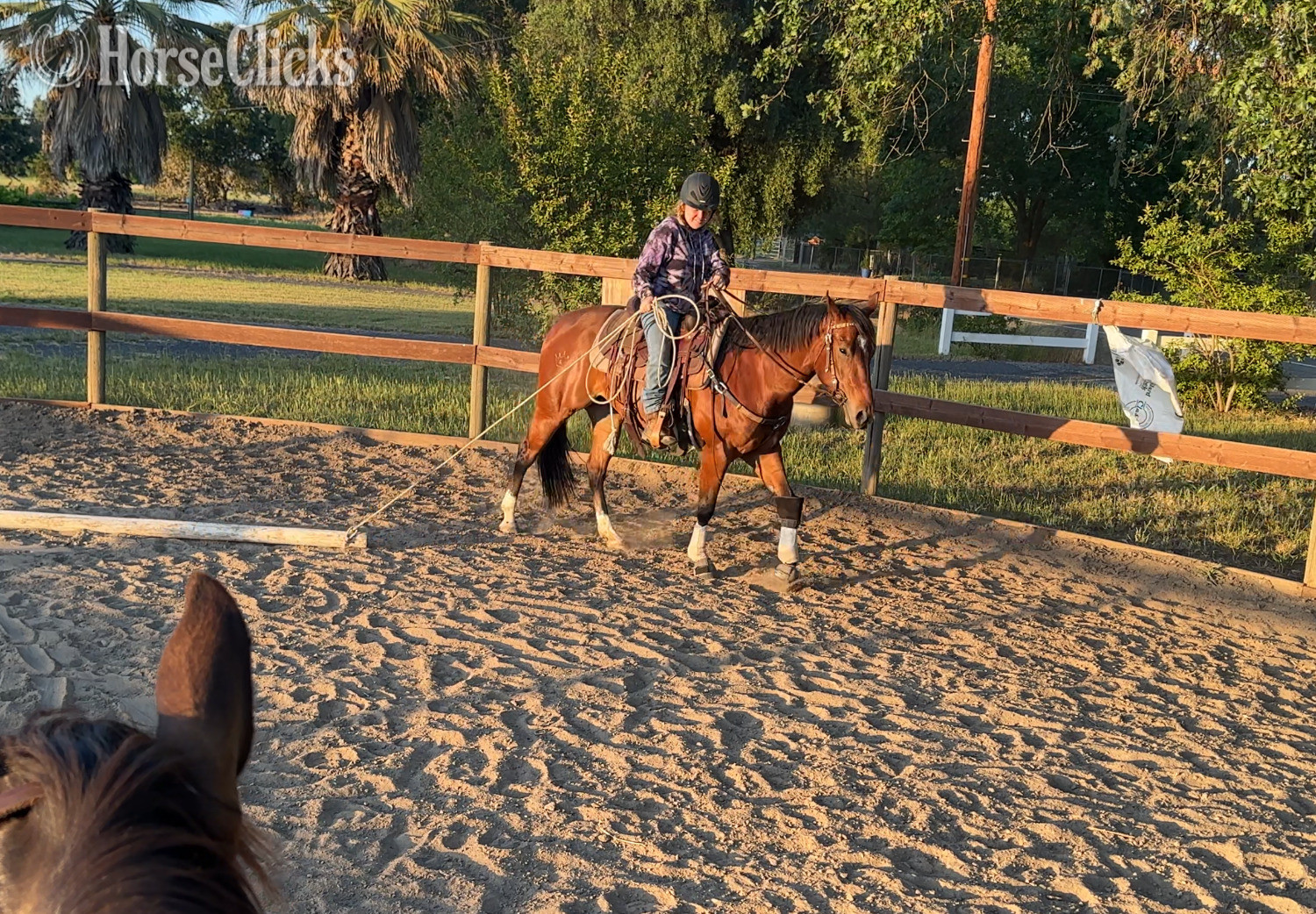 "Mini" Bay Mare Quarter Horse California