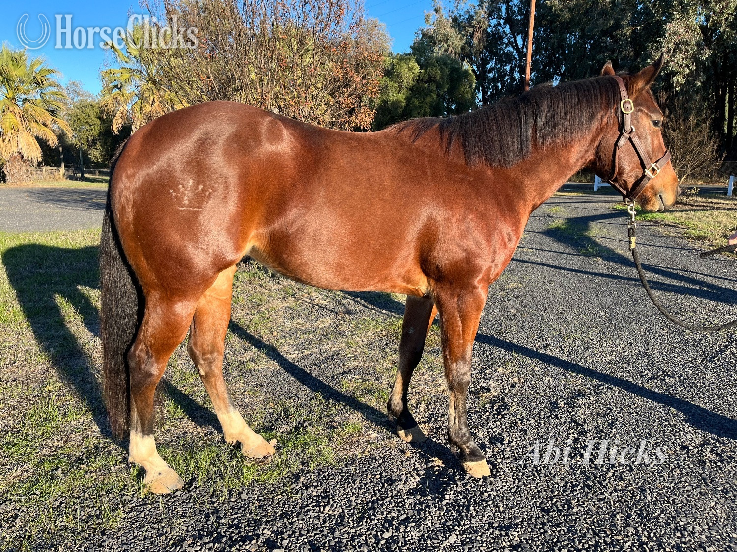 Quarter Horse - "Mini" Bay Mare Quarter Horse in California