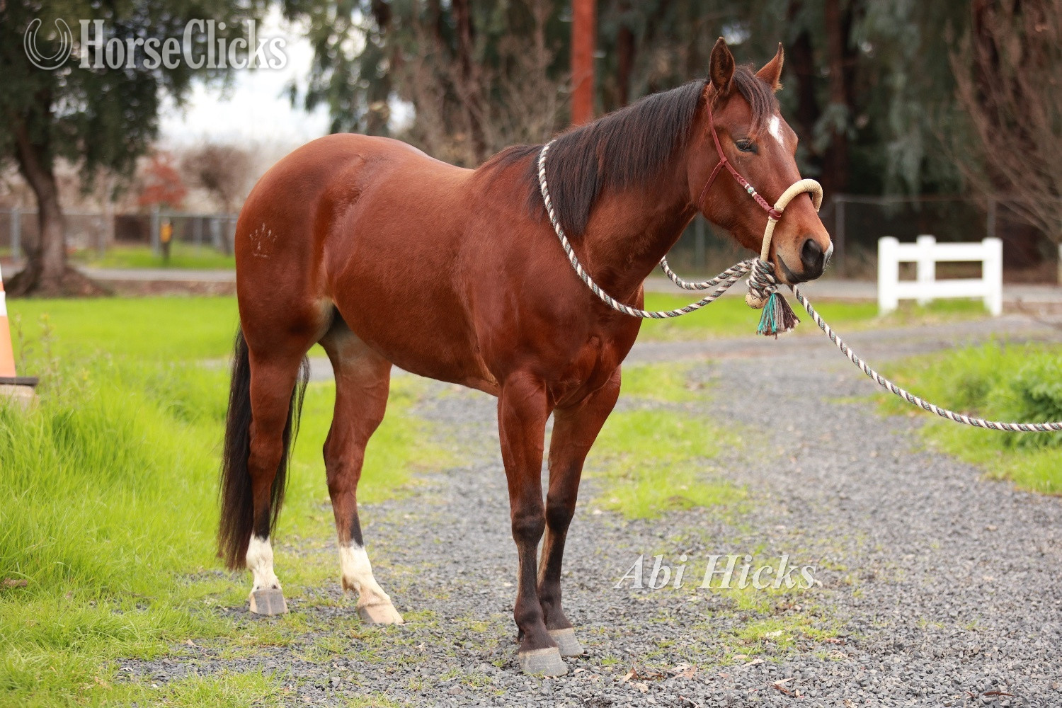 Quarter Horse - "Mini" Bay Mare Quarter Horse