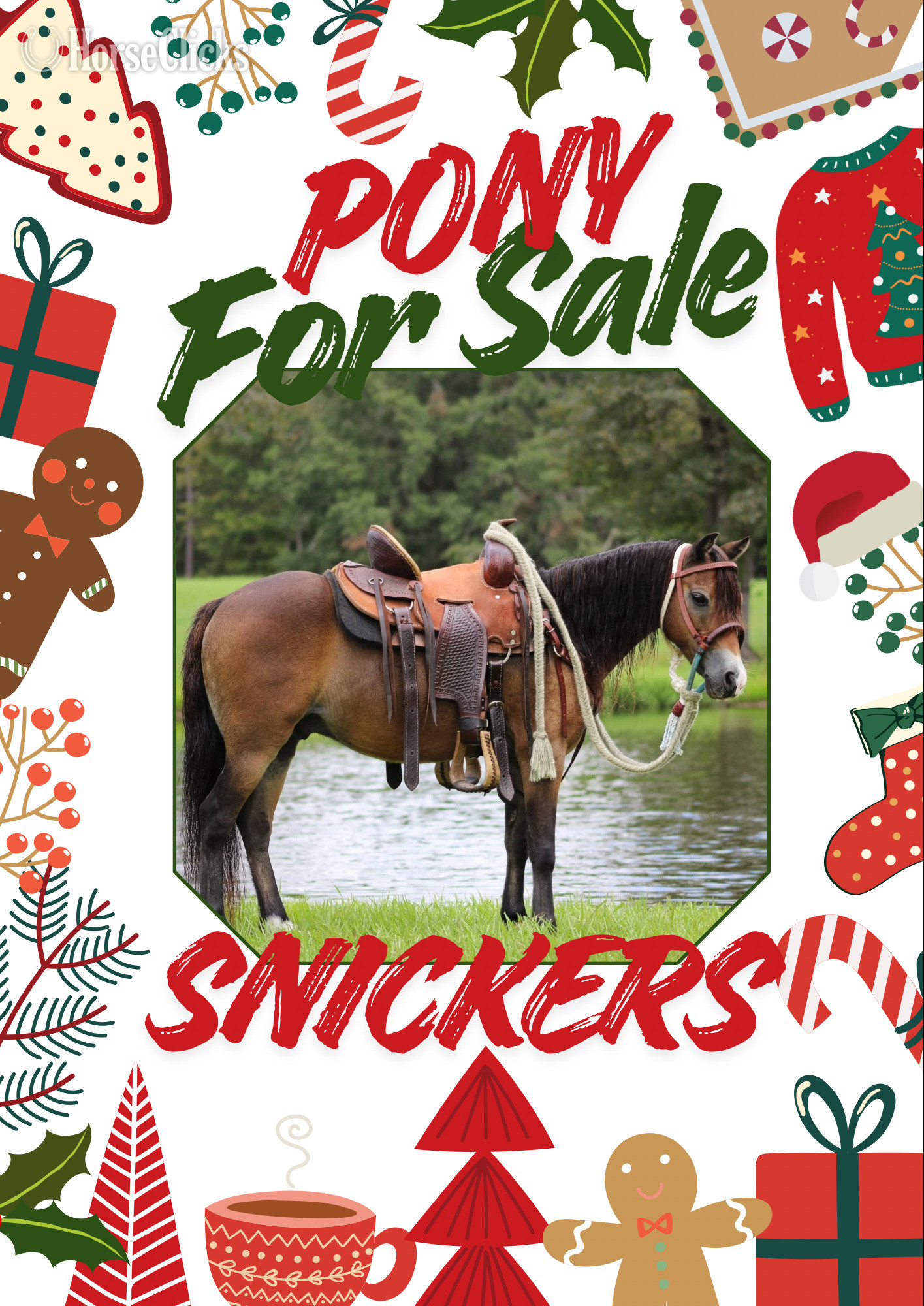 "Snickers" Bay Gelding Pony in Texas