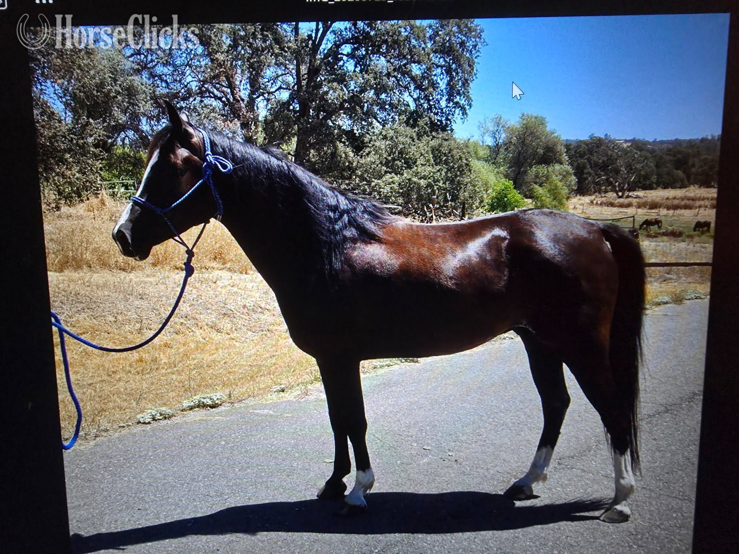 "Lightning Jack ("Trey")" Black Gelding Arabian Cross in California
