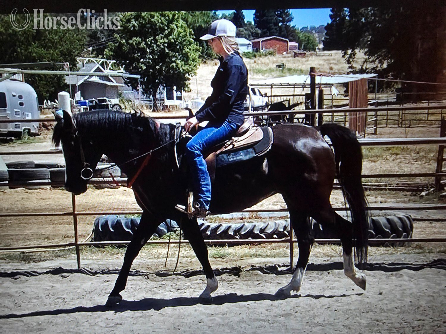 "Lightning Jack ("Trey")" Black Gelding Arabian Cross