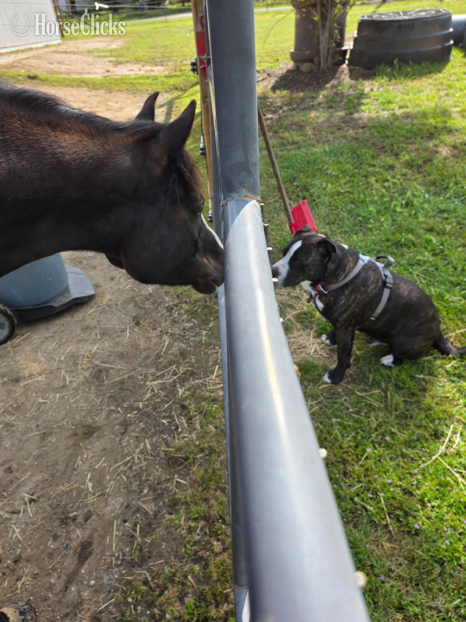 California "Lightning Jack ("Trey")" Black Gelding Arabian Cross