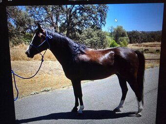 "Lightning Jack ("Trey")" Black Gelding Arabian Cross