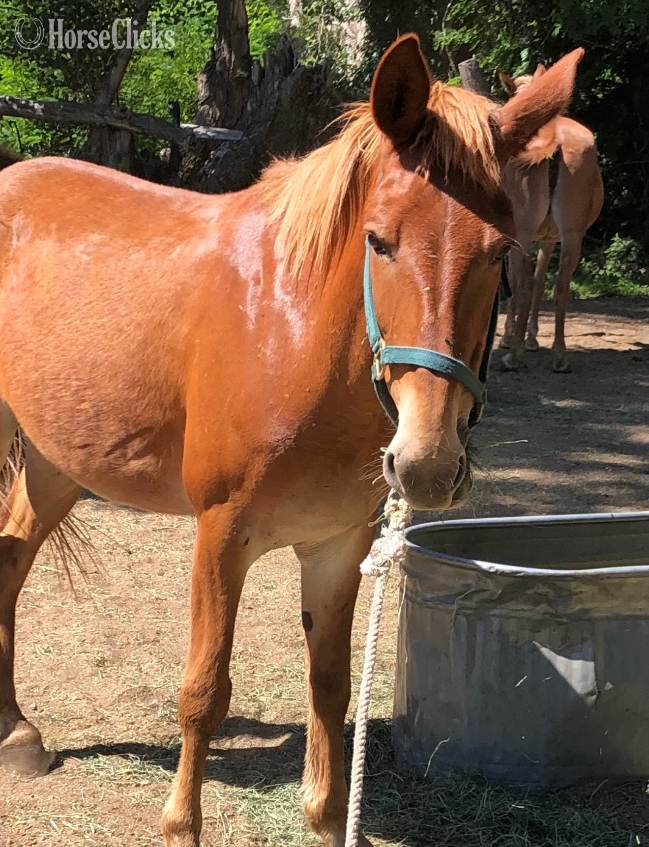 "Juniper" Chestnut Gelding Mule