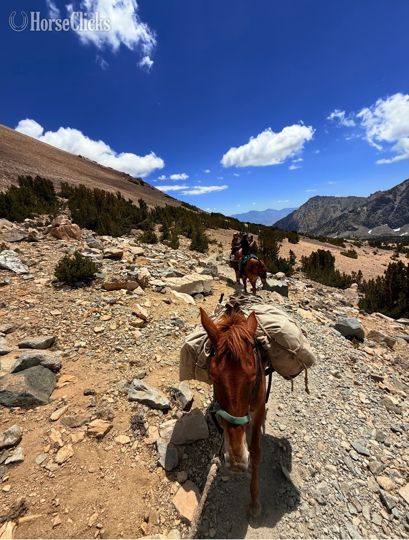 California "Juniper" Chestnut Gelding Mule