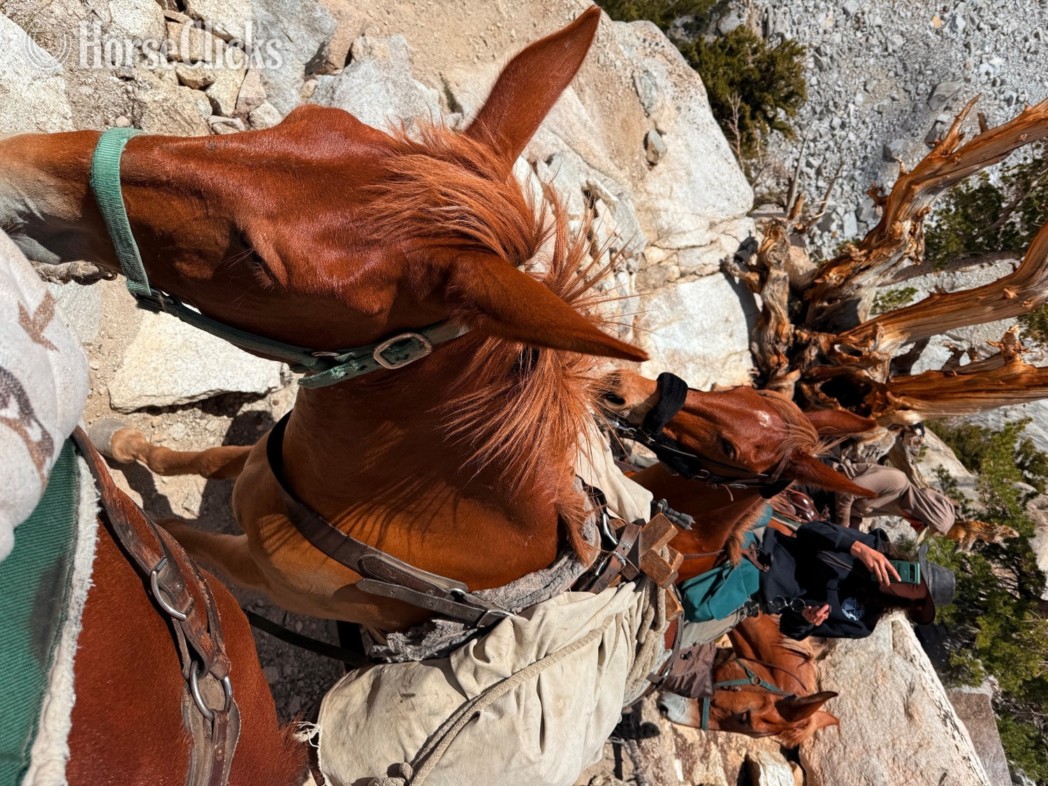"Juniper" Chestnut Gelding Mule - Mule in California