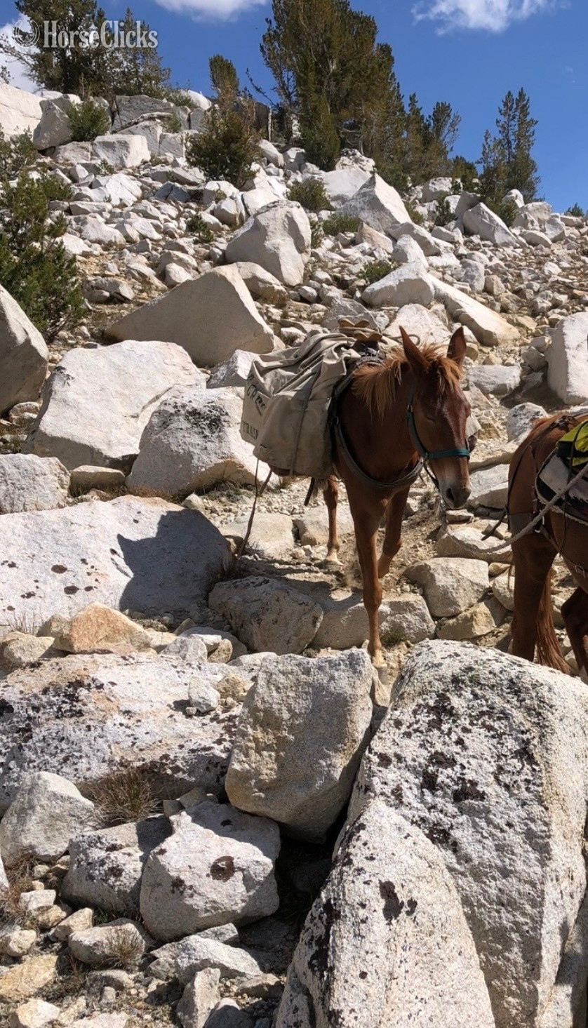 "Juniper" Chestnut Gelding Mule California