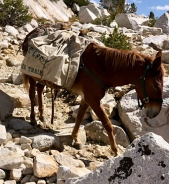 "Juniper" Chestnut Gelding Mule