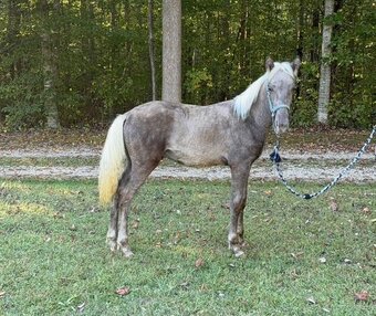 "2025 Stud Colt" Chocolate Colt Rocky Mountain