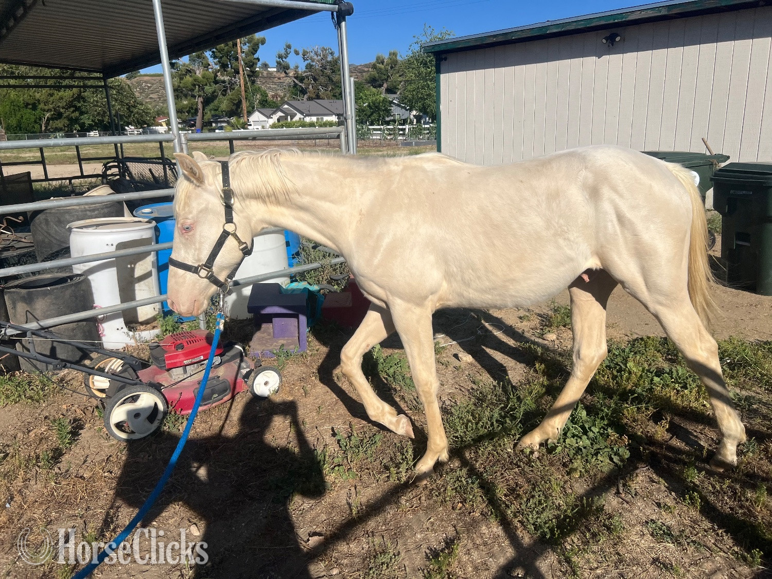 "Jess letta Frenchman " Cremello Colt Quarter Horse in California