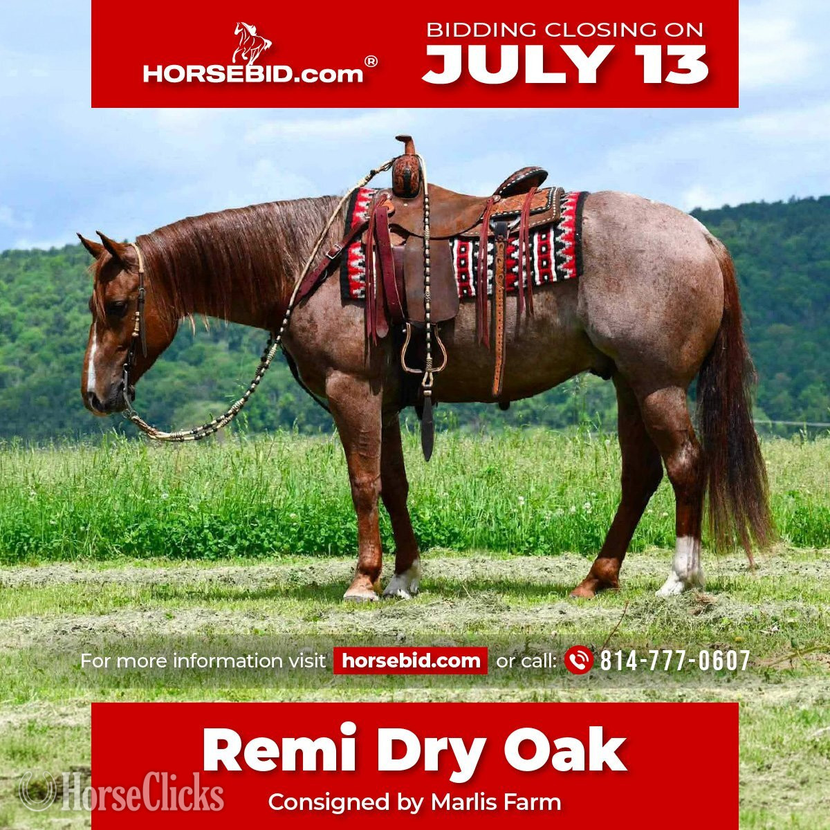 "Remi Dry Oak" Red Roan Gelding Quarter Horse in Pennsylvania