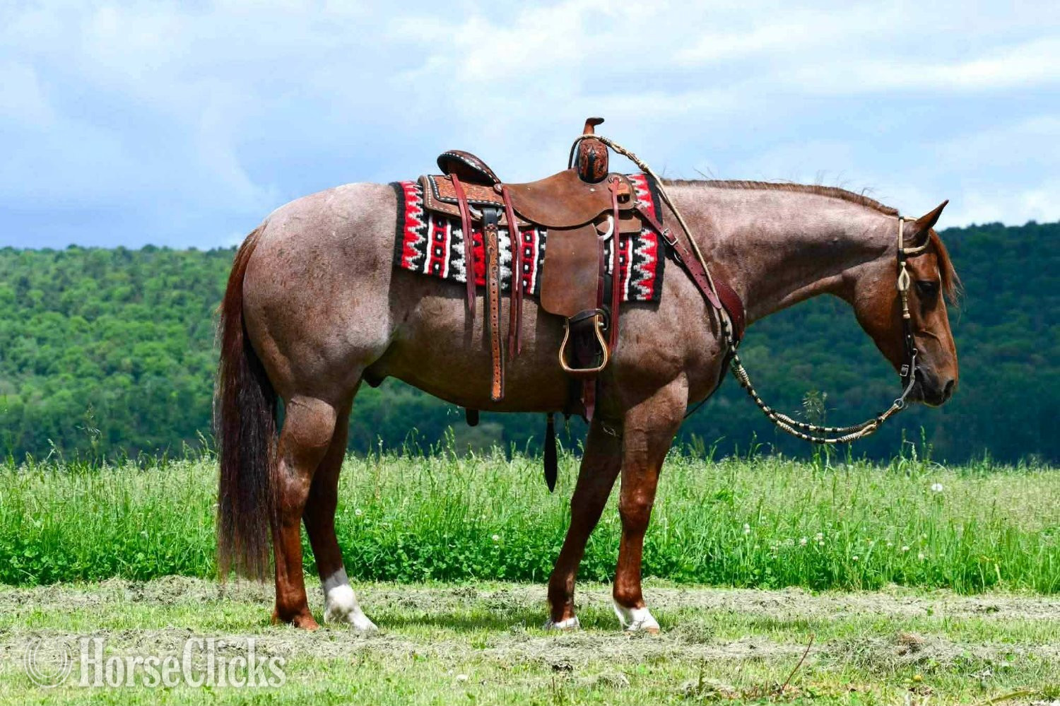 "Remi Dry Oak" Red Roan Gelding Quarter Horse