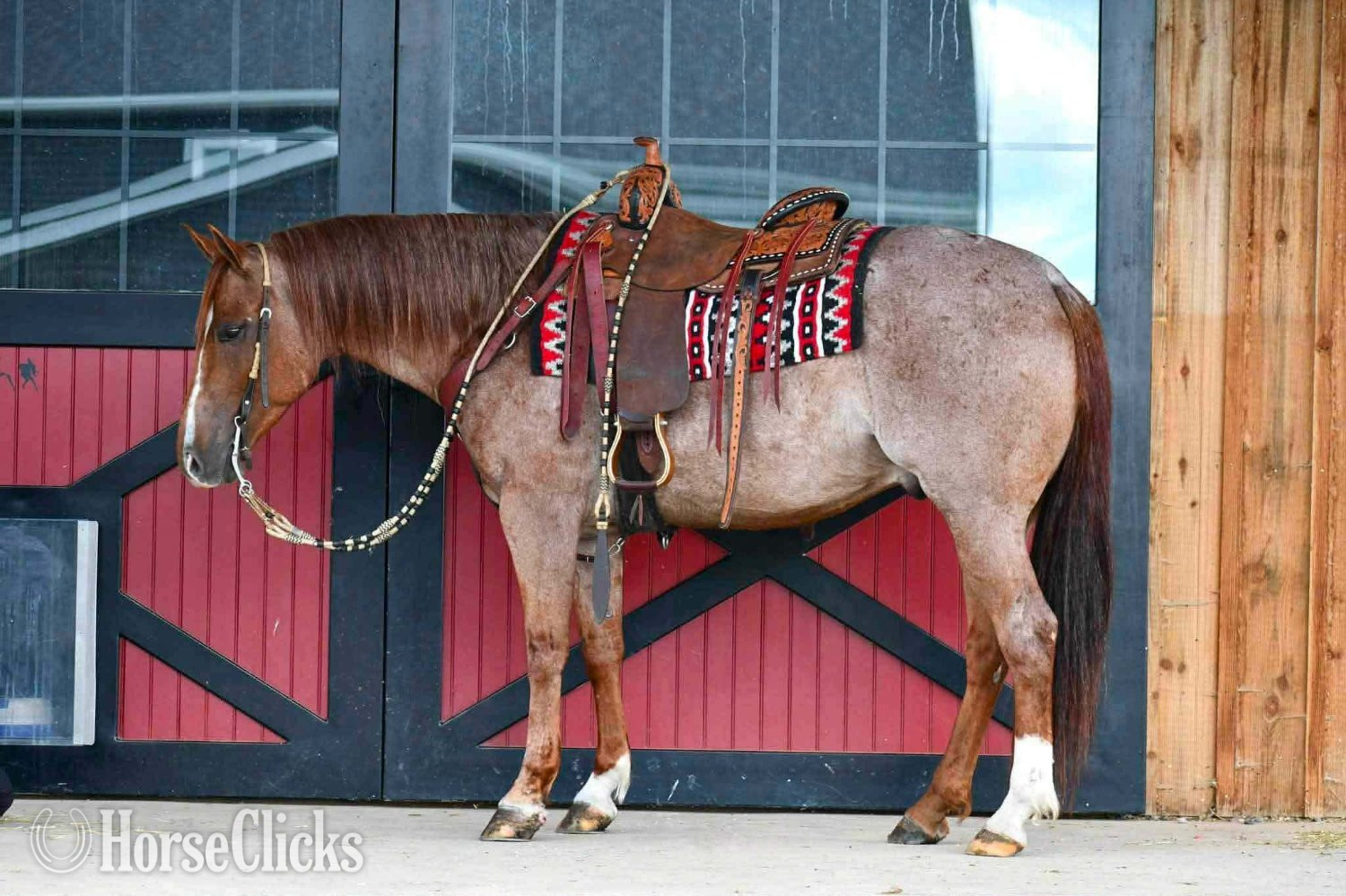 Pennsylvania "Remi Dry Oak" Red Roan Gelding Quarter Horse
