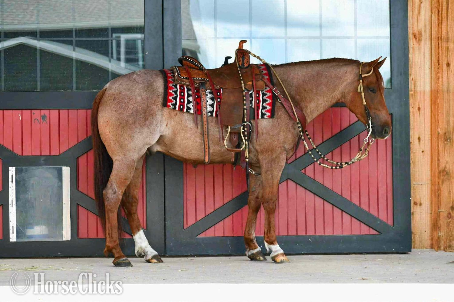 "Remi Dry Oak" Red Roan Gelding Quarter Horse - Quarter Horse in Pennsylvania