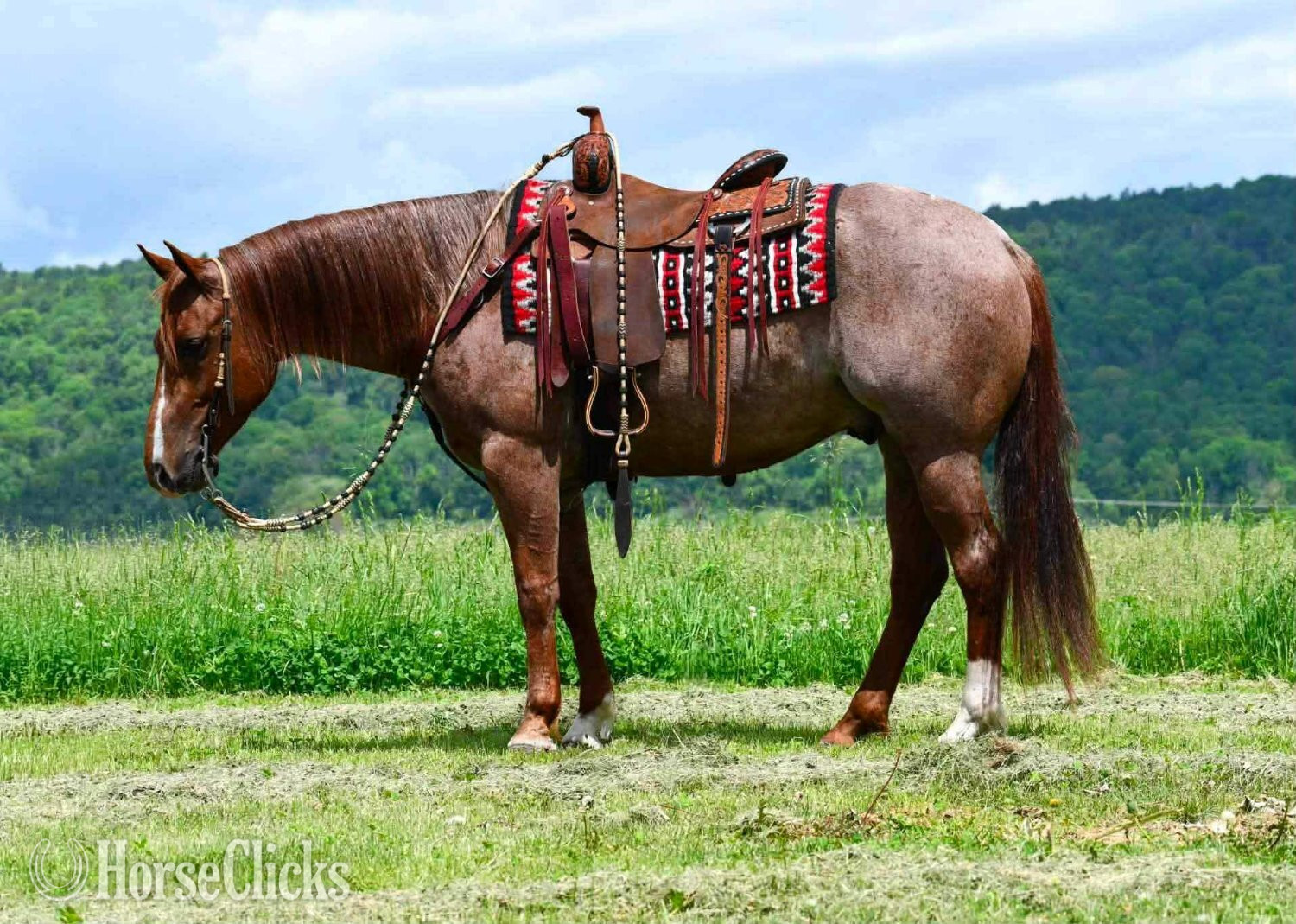 "Remi Dry Oak" Red Roan Gelding Quarter Horse - Quarter Horse