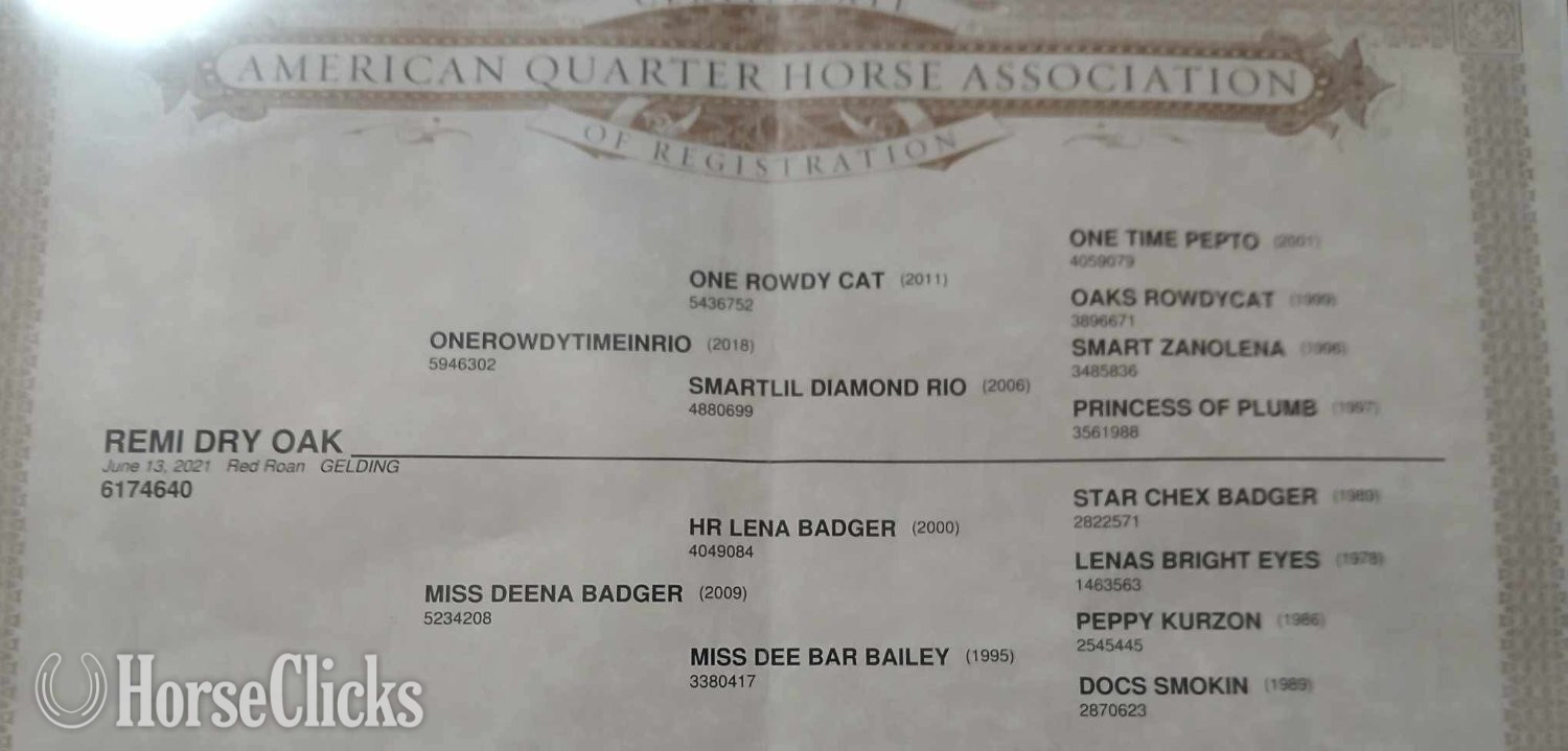 Quarter Horse - "Remi Dry Oak" Red Roan Gelding Quarter Horse in Pennsylvania