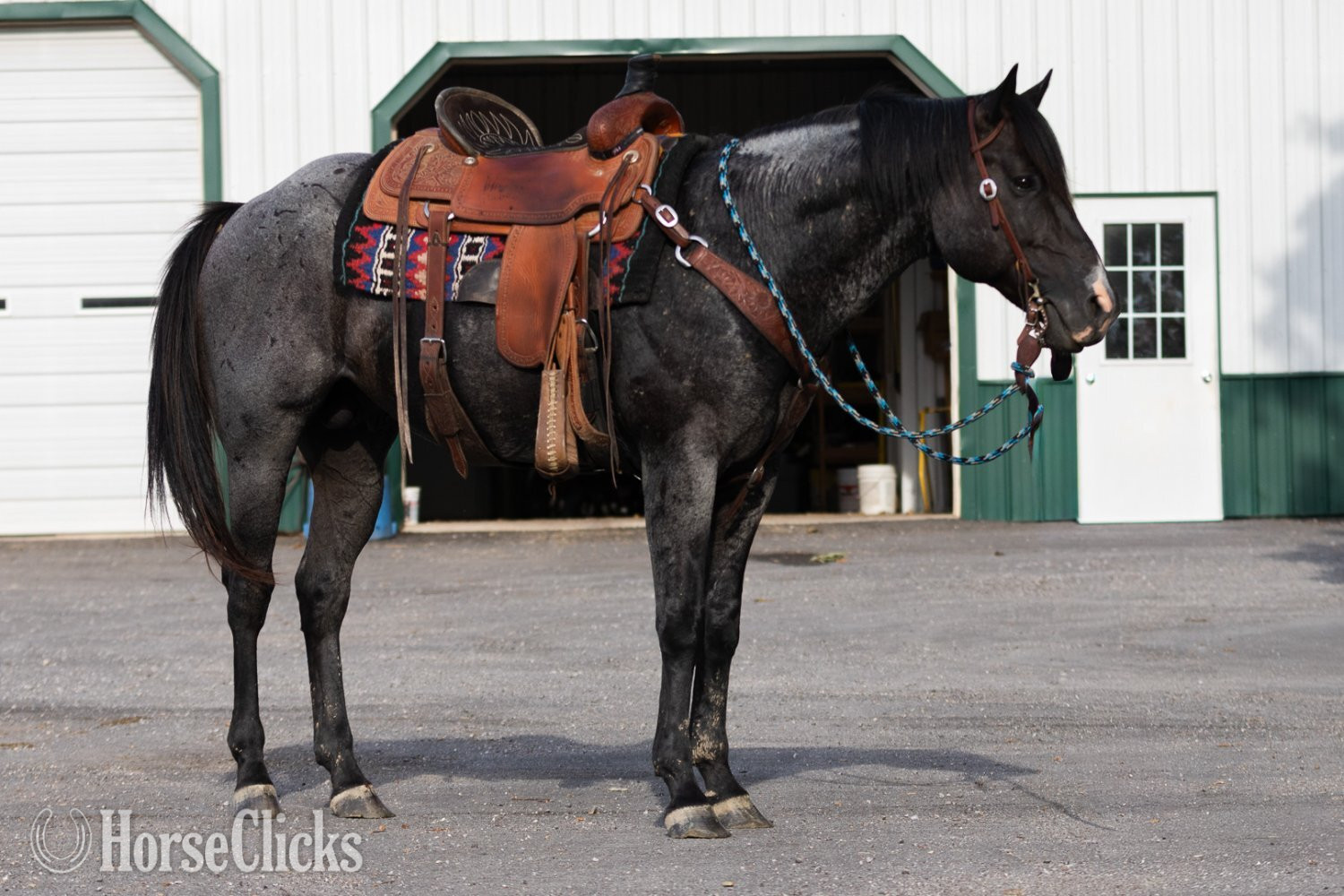 "RJ Blue Ryder" Blue Roan Stallion Quarter Horse in Missouri