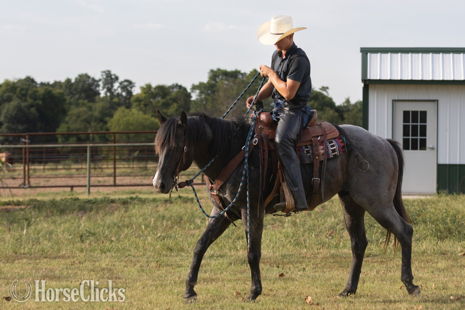 "RJ Blue Ryder" Blue Roan Stallion Quarter Horse