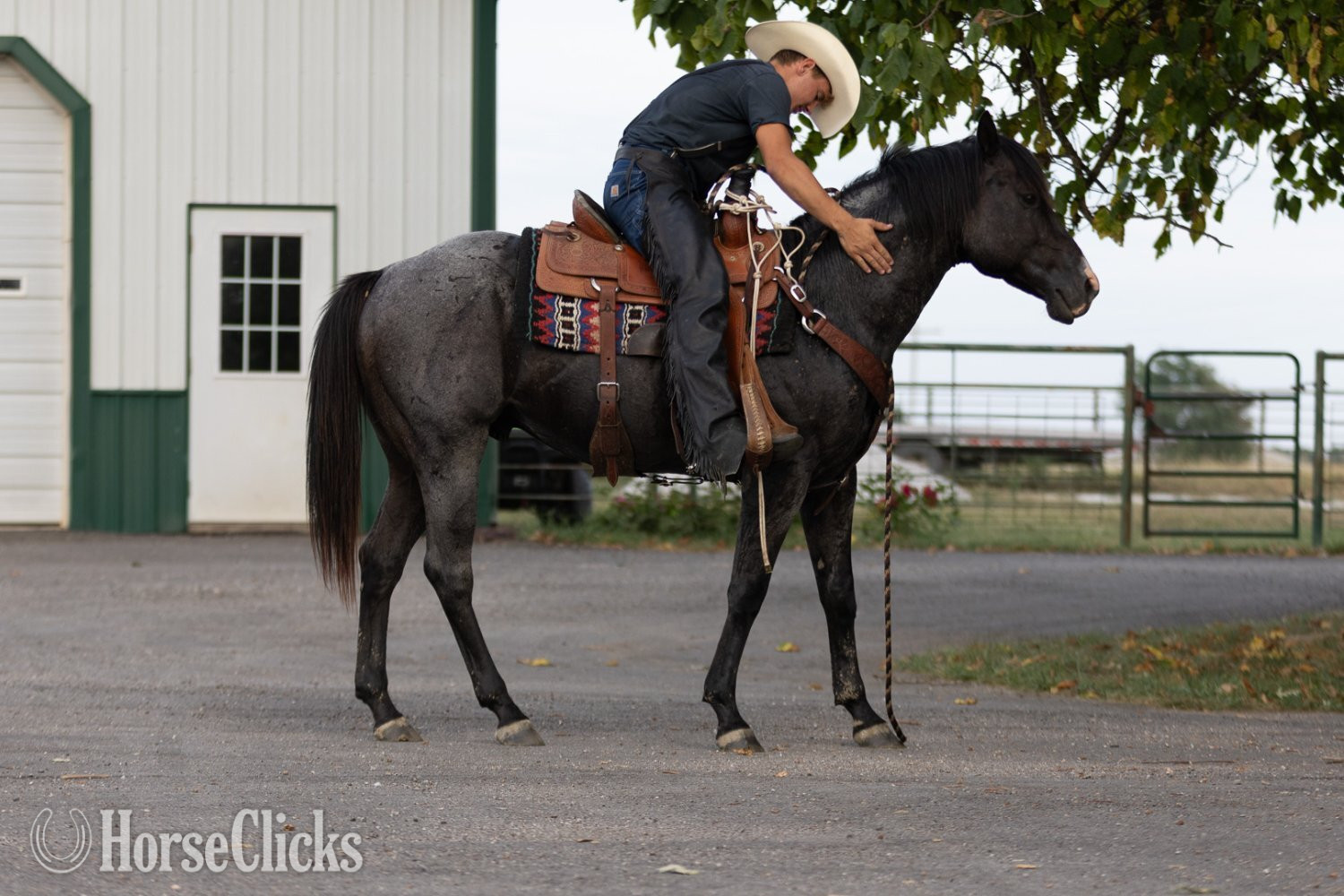 Missouri "RJ Blue Ryder" Blue Roan Stallion Quarter Horse