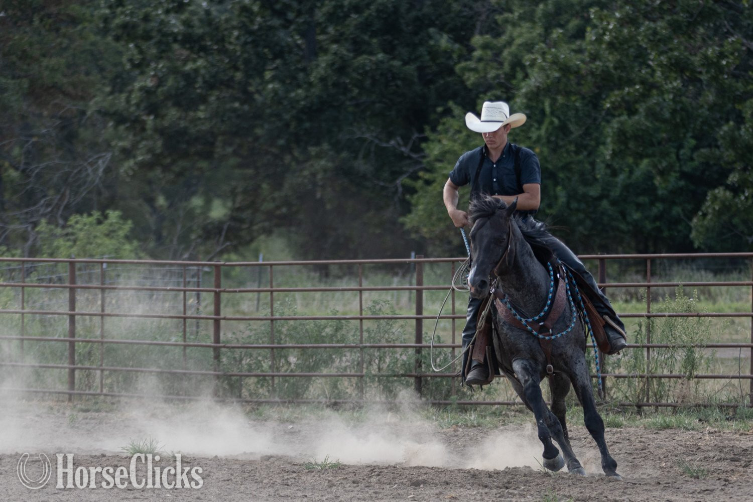 "RJ Blue Ryder" Blue Roan Stallion Quarter Horse - Quarter Horse in Missouri