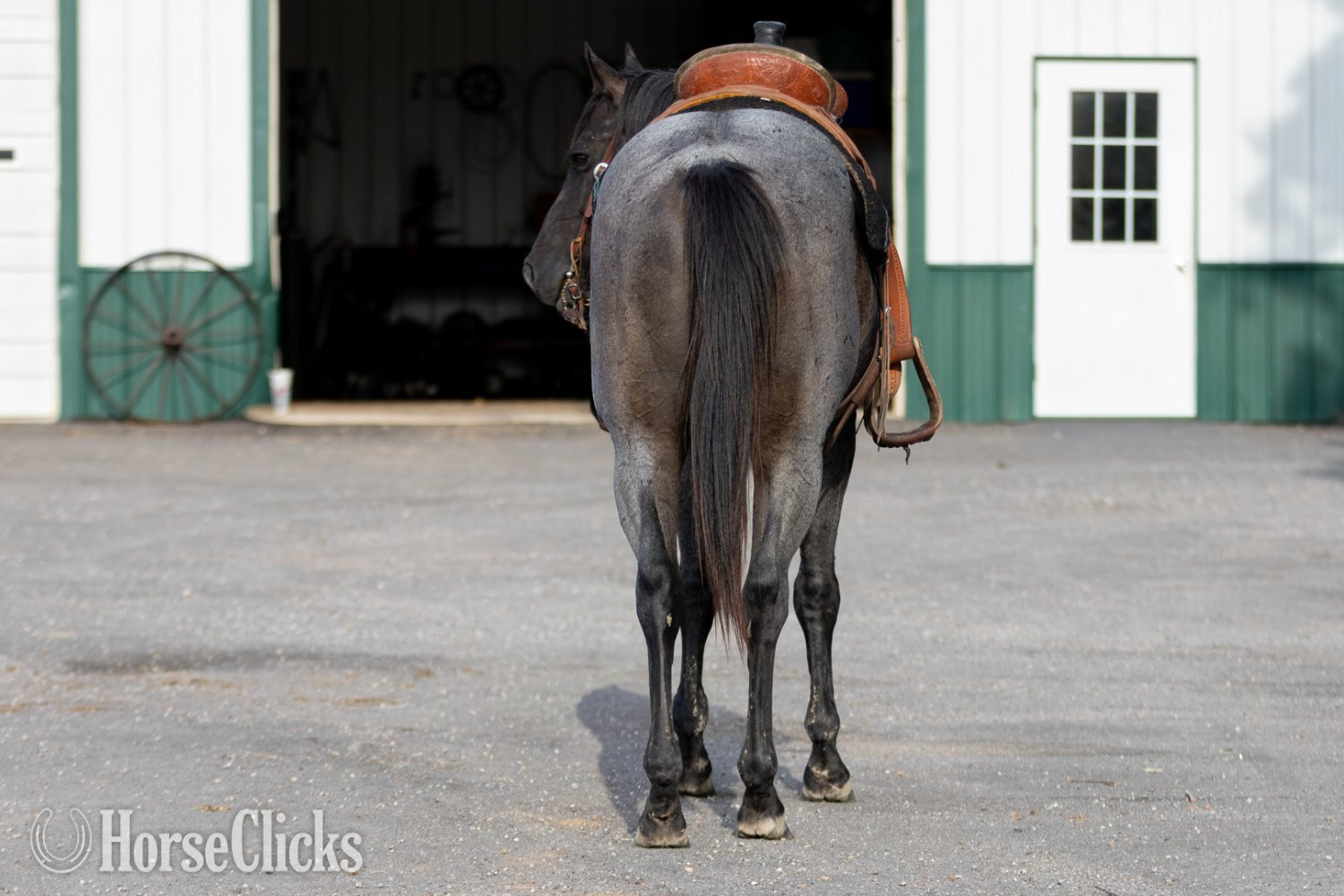 "RJ Blue Ryder" Blue Roan Stallion Quarter Horse - Quarter Horse