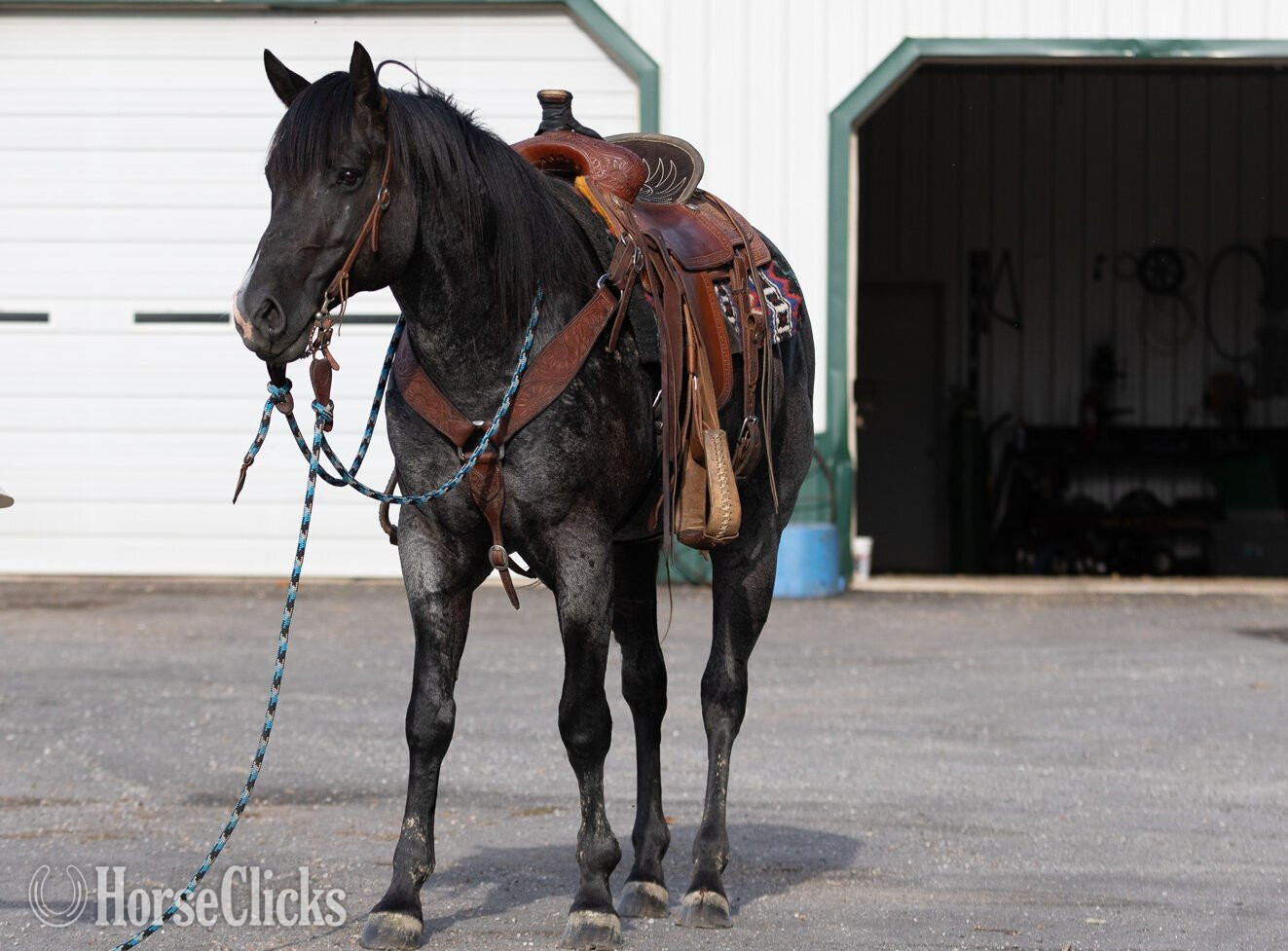 "RJ Blue Ryder" Blue Roan Stallion Quarter Horse Missouri