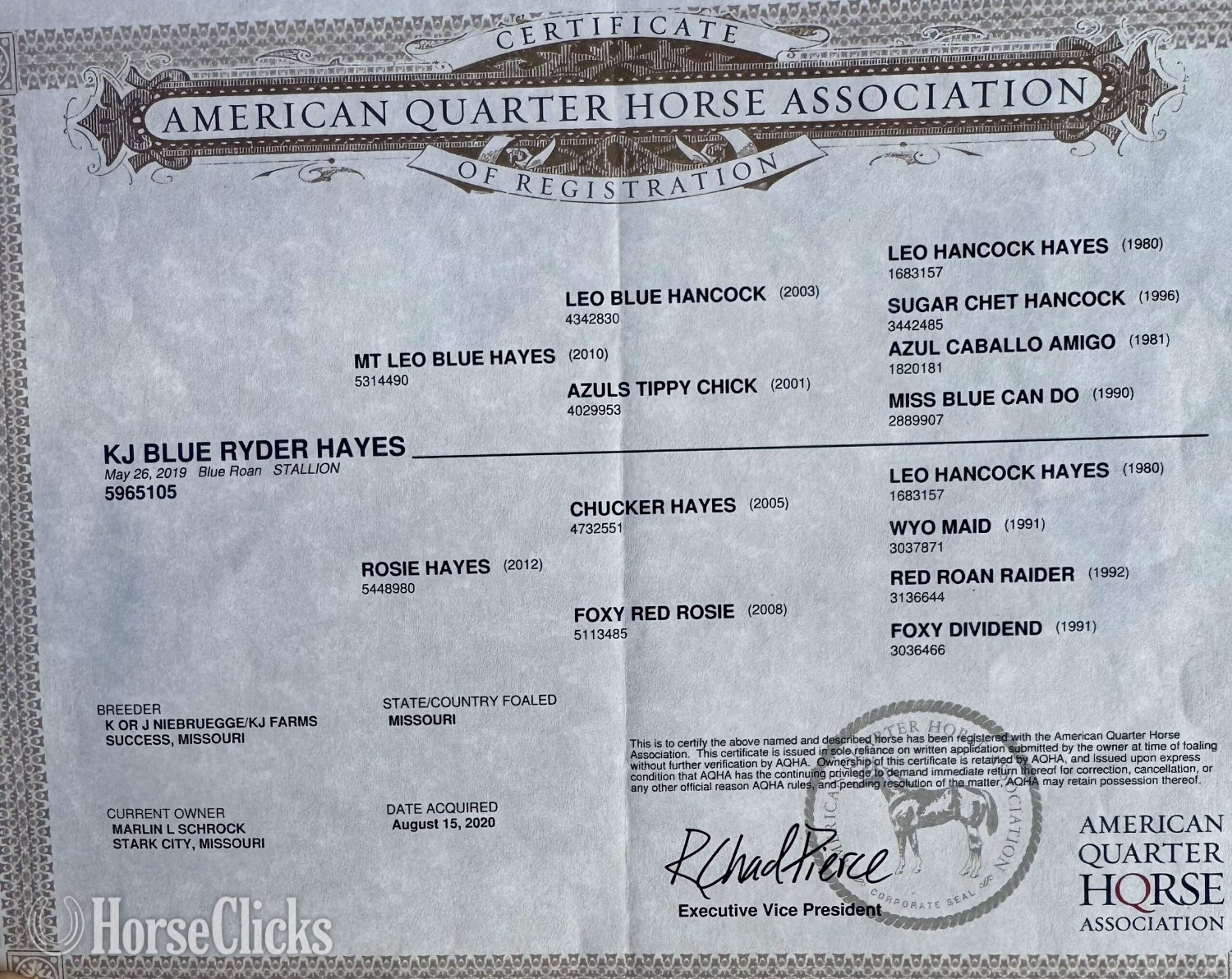 Quarter Horse - "RJ Blue Ryder" Blue Roan Stallion Quarter Horse in Missouri