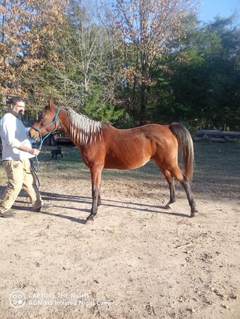 "Dolly" Bay Mare Arabian Cross
