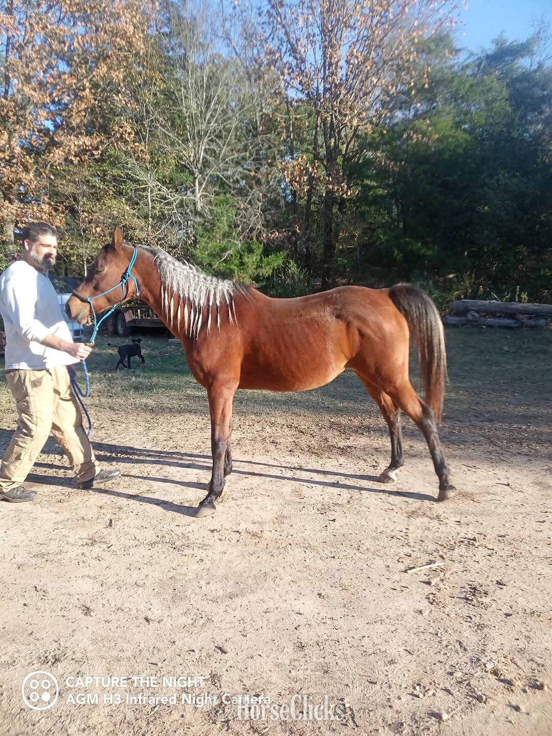 "Dolly" Bay Mare Arabian Cross in Mississippi