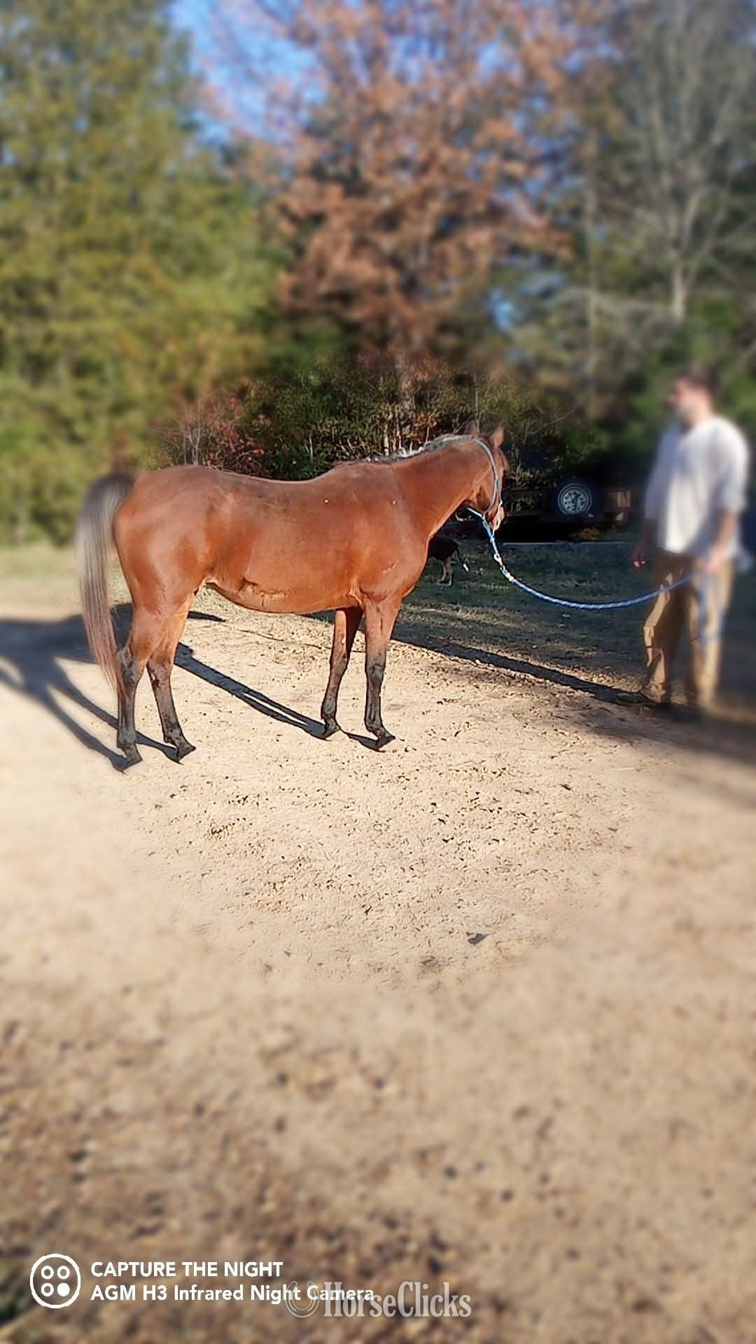 "Dolly" Bay Mare Arabian Cross