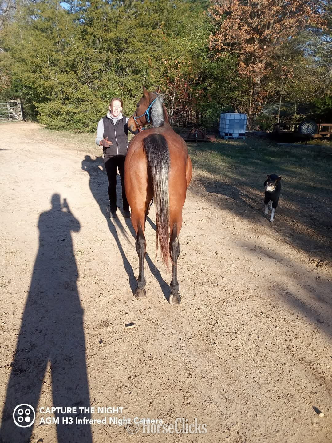 Mississippi "Dolly" Bay Mare Arabian Cross