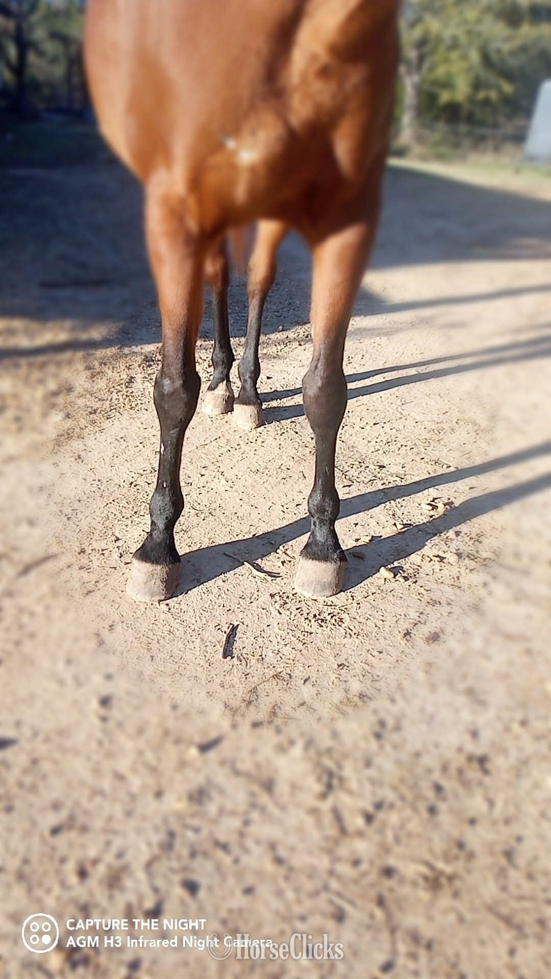 "Dolly" Bay Mare Arabian Cross - Arabian Cross in Mississippi