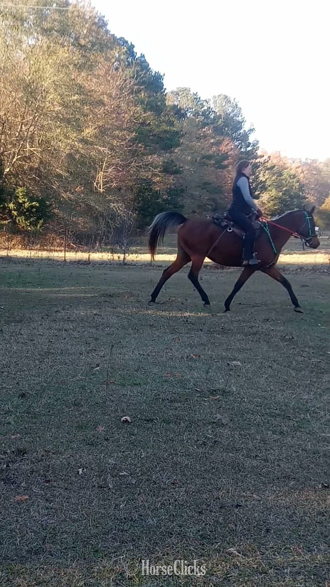 "Dolly" Bay Mare Arabian Cross - Arabian Cross