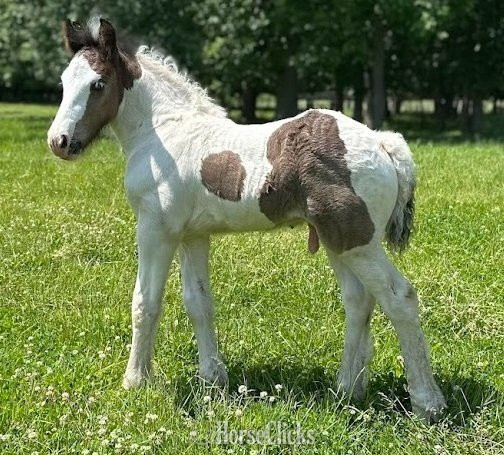 "Trudy's Hezekiah" Pinto Colt Gypsy Vanner in Michigan