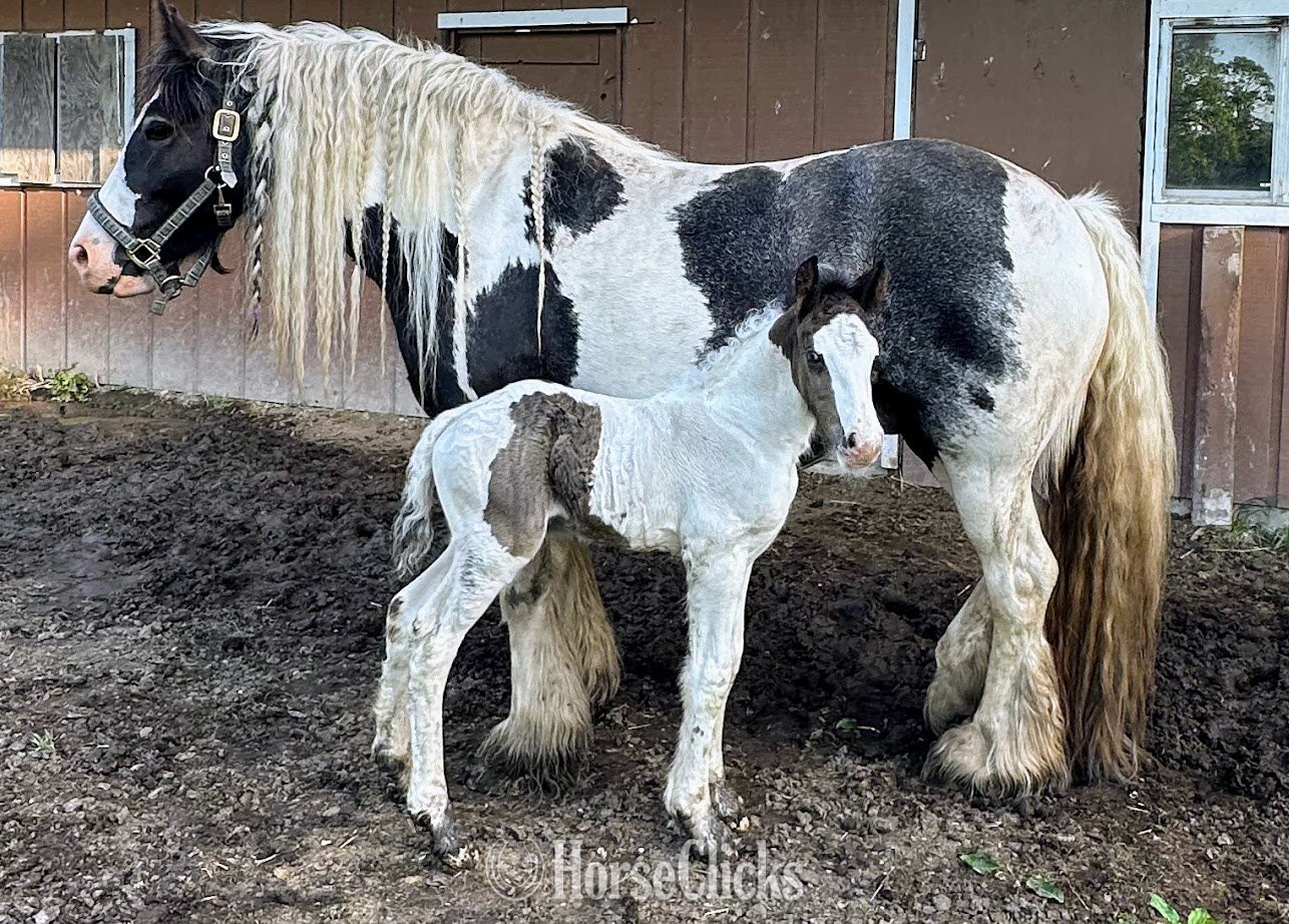 Gypsy Vanner - "Trudy's Hezekiah" Pinto Colt Gypsy Vanner in Michigan