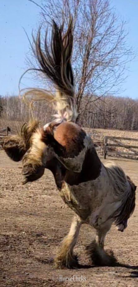 "Trudy's Hezekiah" Pinto Colt Gypsy Vanner